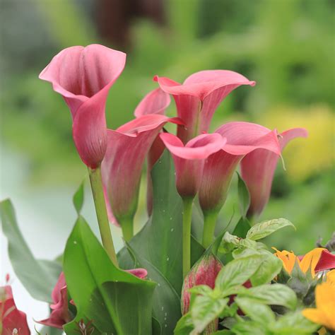 Seeds And Bulbs 3 Odessa Black Calla Arum Zantedeschia Lily Flower Garden