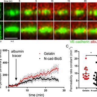 N-cadherin–activated signaling restricts junctional permeability to ...