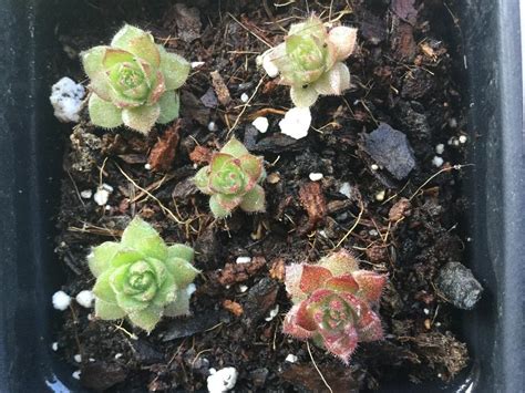 Identifying Sempervivum Seedlings In The Sempervivum Forum