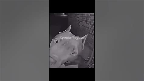 Собака звонит в домофон - YouTube