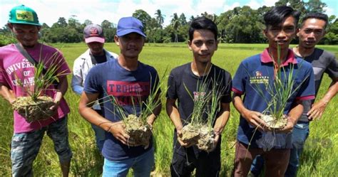 Lebih Pesawah Di Kelantan Rugi Rm Juta Akibat Kemarau Buletin