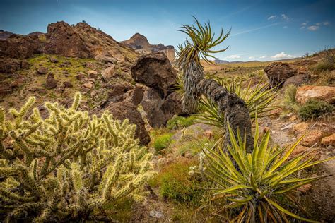 Mojave National Preserve - Adam Elliott Photography