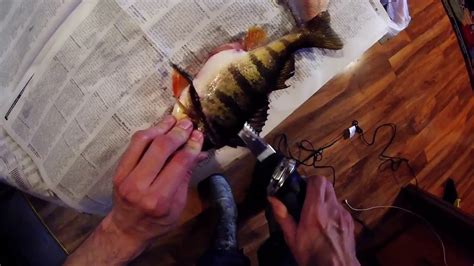 How To Fillet A Perch Youtube