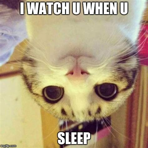 Smiling Cat Memes - Imgflip