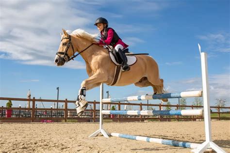 Horse Jump Types - Helpful Horse Hints