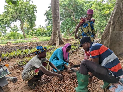 Review Of Agricultural Insurance In Ghana Challenges And Future