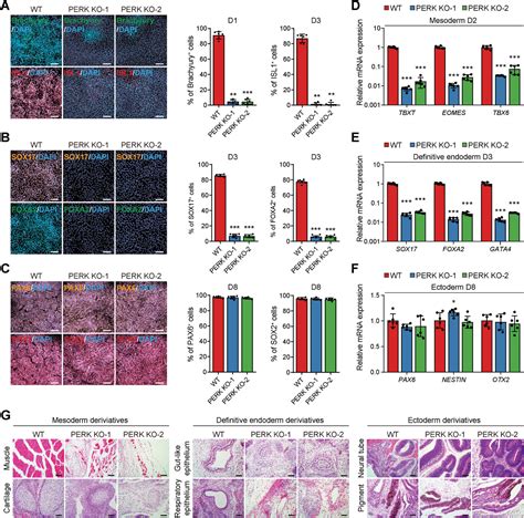 The Perk Branch Of The Unfolded Protein Response Safeguards Protein