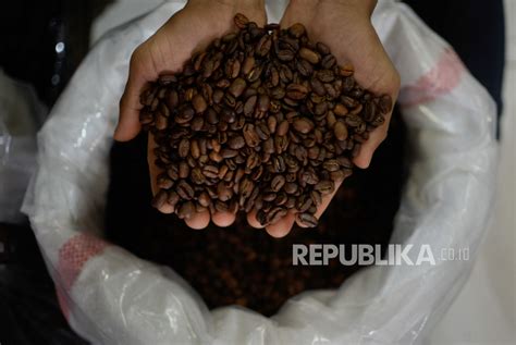 Harga Biji Kopi Robusta Lampung Melonjak Republika Online