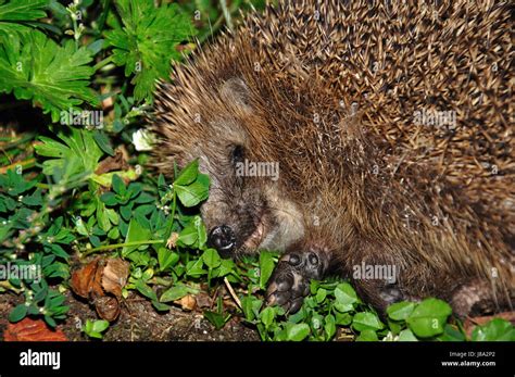 sleeping hedgehog 2 Stock Photo - Alamy