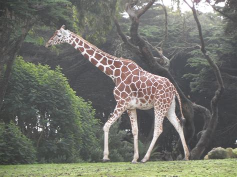 Reticulated Giraffe by kayosa-stock on deviantART