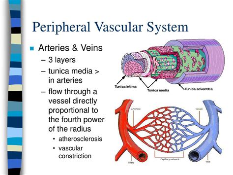 Peripheral Vascular System