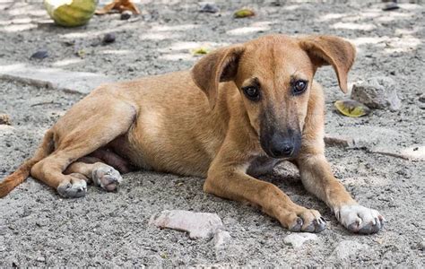 Día del perro callejero Por qué se celebra el 27 de julio Norte De