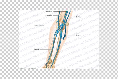 Pulgar Vena Antebrazo Anatom A Humana Mano Ngulo Mano Anatom A Png