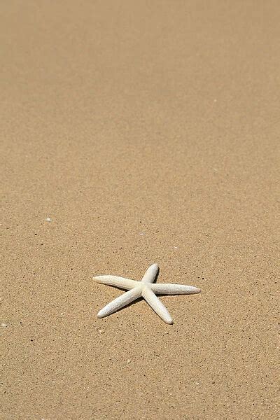 Side View Close Up Of Single White Starfish On Sandy Beach