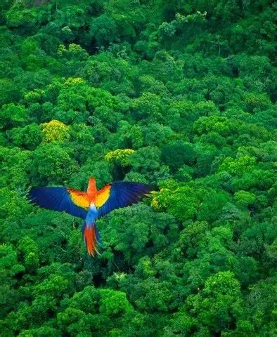 46 Sights Of The Amazon Rainforest To Make You Go Ooh Artofit