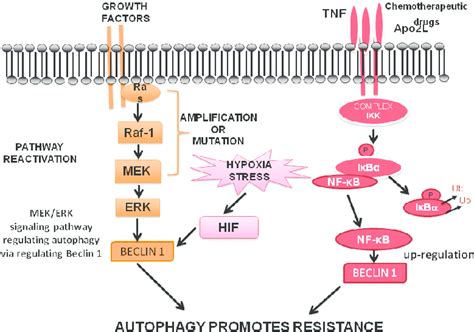 The Ras Raf Mek And Nf Kb Signaling Pathways Promote Resistance