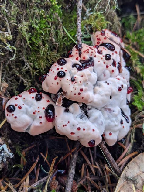 Bleeding mushroom (Hydnellum peckii).🩸First time I've found one ...