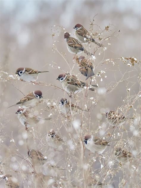 Songbird Tree Sparrow, Passer Montanus, Sitting on Branch with Snow during Winter Stock Image ...