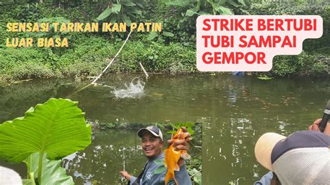 Mancing Ikan Patin Babon Strike Terus Sampai Gempor Youtube