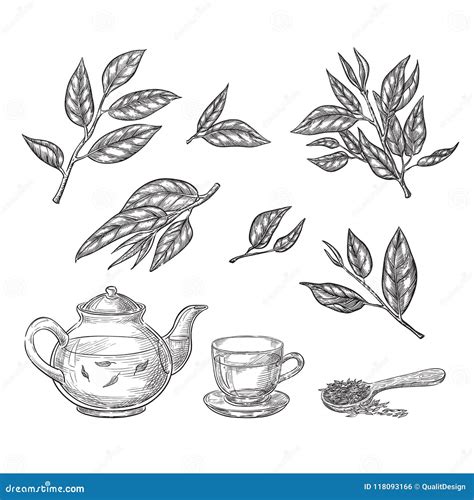 Green Tea Sketch Vector Illustration Leaves Teapot And Cup Hand Drawn