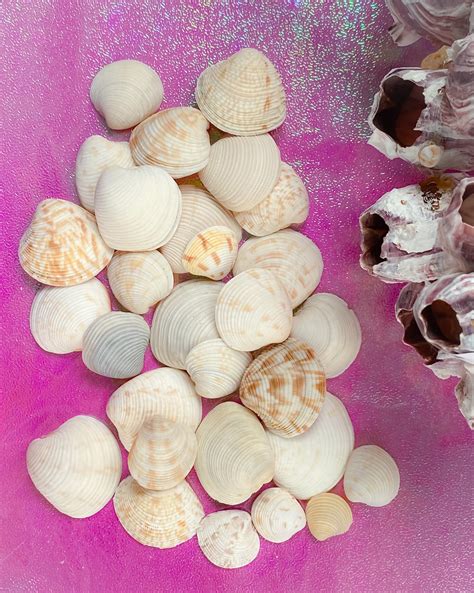 Lady In Waiting Venus Clam Seashells Chionopsis Intapurpurea Etsy