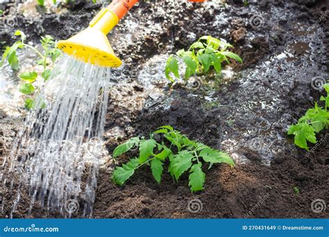 Watering Newly Planted Tomato Seedlings Concept Of Farming And