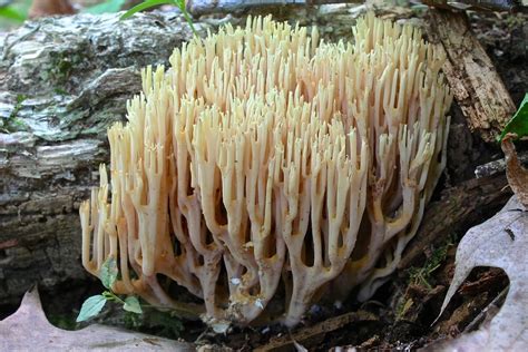 Upright Coral Fungus Mushrooms Of Kenya Inaturalist