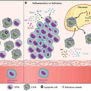 Pdf Revisiting Mouse Peritoneal Macrophages Heterogeneity