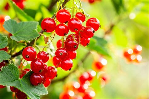 Edible Berries Of The Pacific Northwest