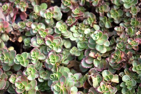 Sedum Spurium Dragon's Blood Stonecrop by ChelseasArtistry on DeviantArt