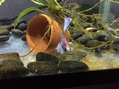 53 Best Auriel Images On Pholder Heroesofthestorm Elder Scrolls And Skyrim Porn