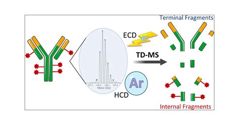 Added Value Of Internal Fragments For Top Down Mass Spectrometry Of