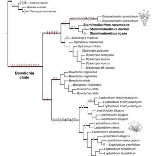 Phylogenetic Relationships Within The Genistoid Bowdichia Clade As