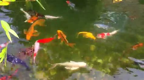 My Koi With Their Fry First Year Of Baby Koi Youtube