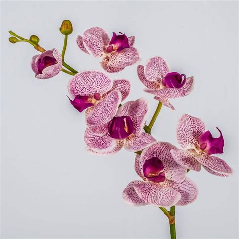 Acheter des Tige dorchidée Phalaenopsis en tissu LAHNA lilas fuchsia