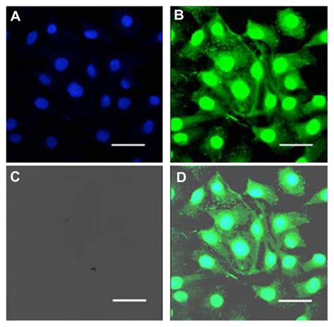 Confocal Laser Scanning Micrographs Of B Cpap Cells Treated With