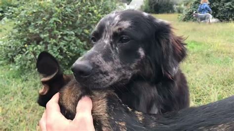 Breeding Tie Of Two Dogs Mating Youtube