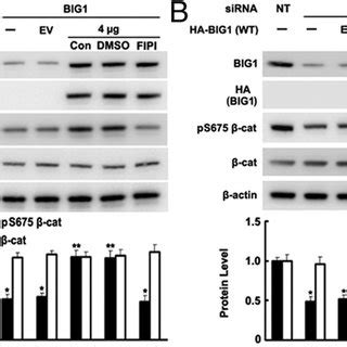 Effects of BIG1 and or BIG2 depletion on levels of pS675 β catenin