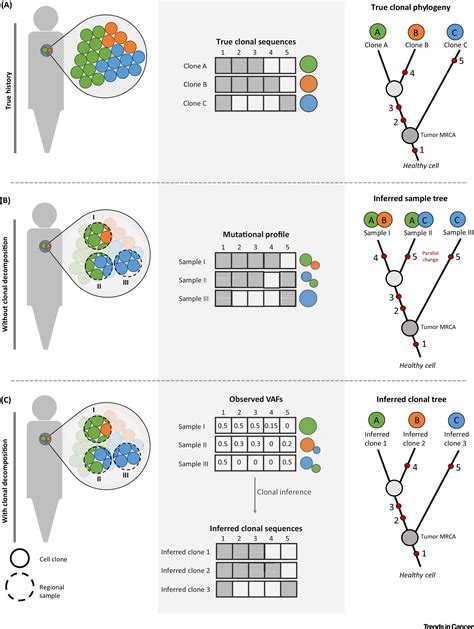 Multiregional Tumor Trees Are Not Phylogenies Trends In Cancer