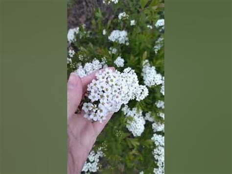 Спирея грифшейм - YouTube