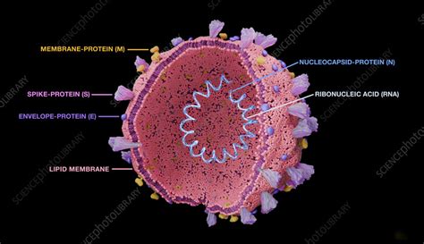 Coronavirus Structure Illustration Stock Image F042 2353 Science