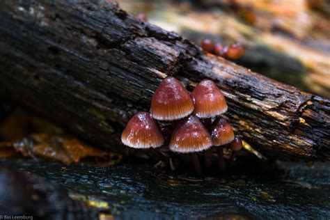 *Psilocybe pelliculosa* on a fallen tree in Overbosch, the Netherlands [6000x4000] [OC] : r ...