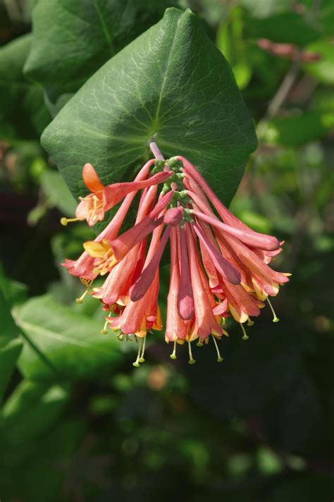 Lonicera / Honeysuckle — Handy Andy's Nursery