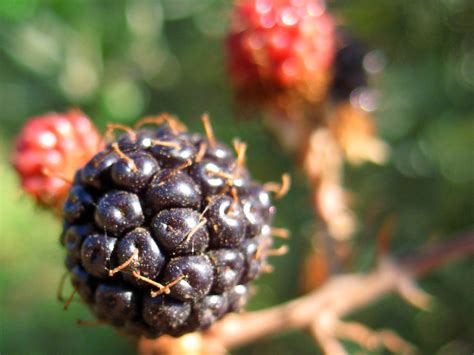 Jardinero Algecireño Rubus ulmifolius Zarza o Zarzamora Originario