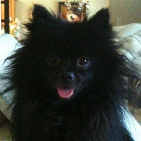 Pomeranian Dog Black Colour