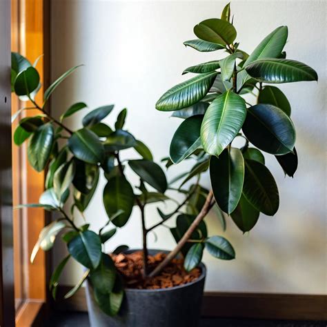 27 Easy Houseplants To Grow Better Homes And Gardens