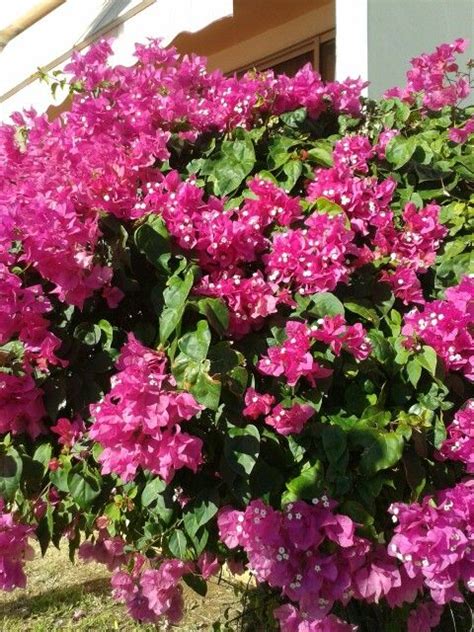 Bougainvilliers from Réunion Island 974 Flowers Plants