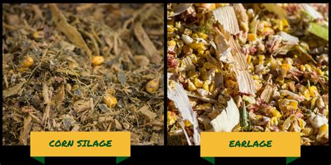 Corn Silage V Earlage Ks Corn