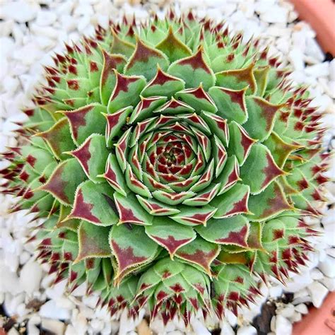 Sempervivum Calcareum Tips Y Cuidados Para La U A De Se Orita