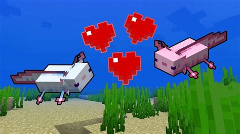 Minecraft Trovare Allevare E Ottenere Axolotl Blu Practical Tips